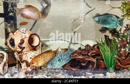 Pesce gourami tropicale trichogaster nell'acquario. Pesci colorati su fondo di acqua limpida Foto Stock