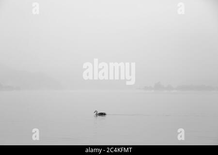 Foto Bianco e nero, un'anatra che nuotano sul lago al mattino nebbiosa, Dumulmeori, Yangpyeong-gun, Corea Foto Stock