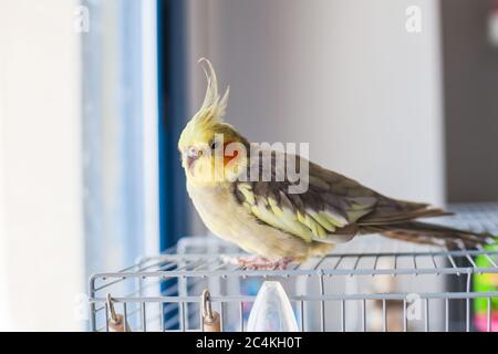 Galletto. Ritratto, carino e curioso giovane scarafaggio, primo piano. Foto Stock