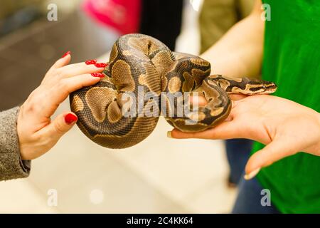 La mano di una donna che tiene un boa . Mettere a fuoco sulla testa del serpente Foto Stock