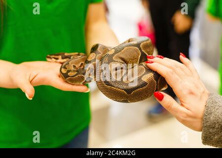 La mano di una donna che tiene un boa . Mettere a fuoco sulla testa del serpente Foto Stock