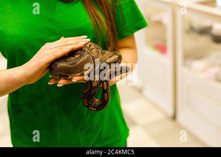 La mano di una donna che tiene un boa . Mettere a fuoco sulla testa del serpente Foto Stock