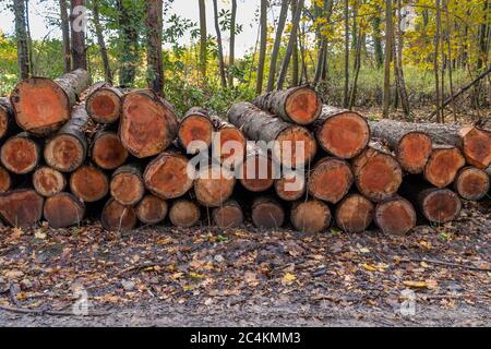 Tronchi di legno di log nella foresta. Tronchi di albero appena tritati accatastati su sopra di uno in un palo. Foto Stock