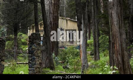 Immagine di un edificio abbandonato nella foresta circondata da alberi Foto Stock