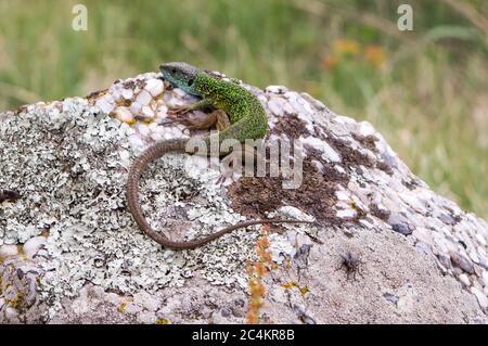 Primo piano come un verde lucertola bagni di sole sulla cima di un pezzo di roccia Foto Stock