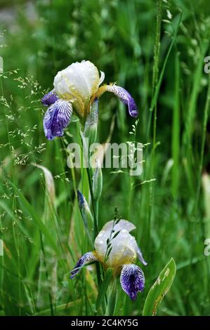 Fiore di Iris con gocce d'acqua sullo sfondo della natura Foto Stock