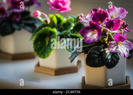 Violetti africani (Streptococarpus sez. Saintpaulia) con fiori rosa e viola in pentole decorative su un soleggiato davanzale. Foto Stock