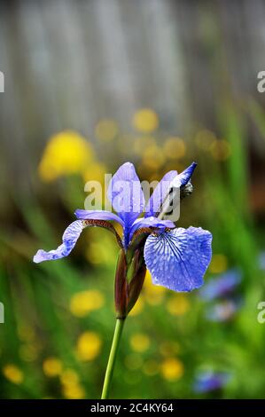 Fiore blu di Iris sibirica con gocce d'acqua sullo sfondo della natura Foto Stock