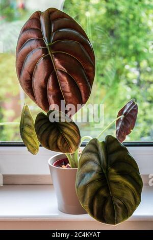 Alocasia cuprea Rosso Segreto con grande, fogliame lucido su una soleggiato davanzale finestra. Foto Stock