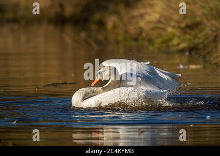 Mute Swan Cygnus olor bagno in una via d'acqua cambridgeshire a Woodwalton Fen UK. Foto Stock