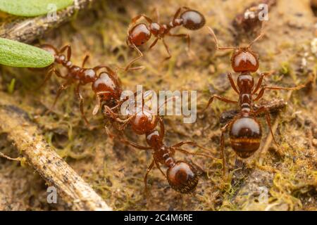 Red Imported Fire Ants (Solenopsis invicta) Foto Stock