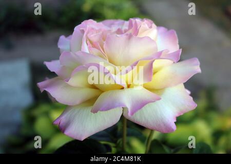 Rosa con petali bianchi e tonalità rosa sui bordi = perfetto per lo sfondo Foto Stock