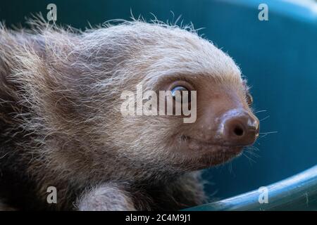 Primo piano di una baia sloth seduta una plastica blu piscina catturata in uno zoo Foto Stock