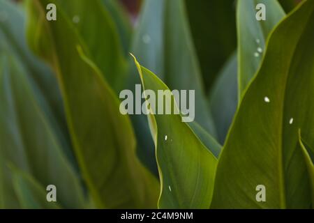 Verde tropicale Broad foglie di Strelitzia primo piano Foto Stock