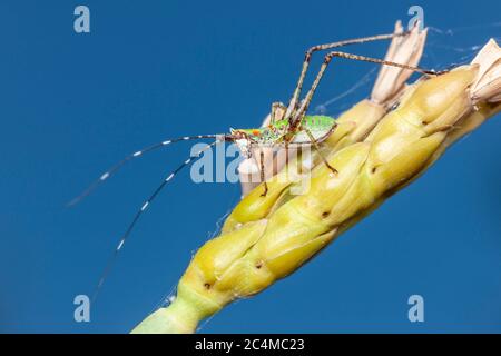 Bush Katydid (Scuderia furcata) - Nymph Foto Stock