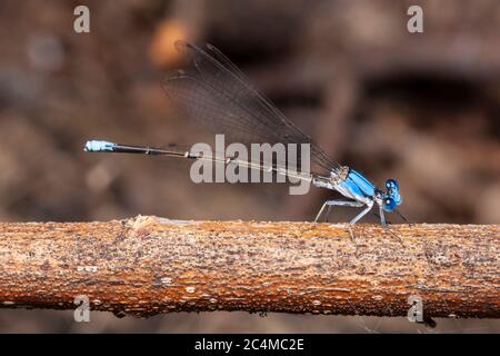 Ballerino con facciata blu (Argia apicalis) - Maschile Foto Stock