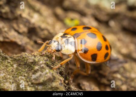 Asian Lady Beetle (Harmonia axyridis) Foto Stock