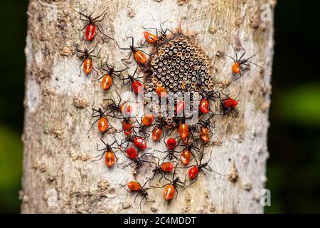 Le ninfe di recente apertura della ruota (arilus cristatate) si riuniscono intorno alla massa dell'uovo sul lato di un albero. Foto Stock