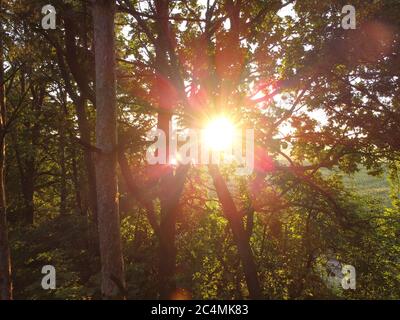 Luce del sole riflessa attraverso le foglie e i rami di alberi. Mattina nei boschi. Foto Stock