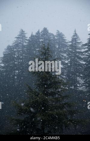 Foto ad angolo basso dei bellissimi pini catturati durante la nevicata Foto Stock