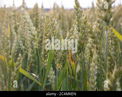Maturazione delle orecchie di grano nel campo. Grano che cresce. Cura del raccolto. Controllo per parassiti. Foto Stock