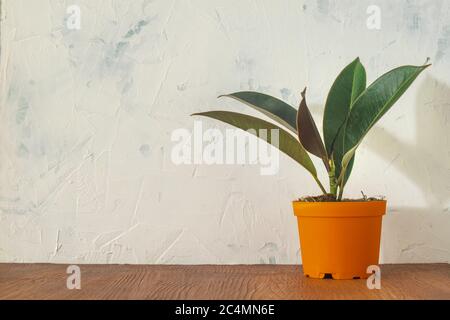 Primo piano di un fico di gomma in vaso sul tavolo contro una parete - piacevole per le idee minimaliste dell'interno Foto Stock