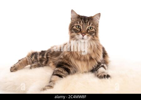 Colpo isolato di gatto tabby grigio dai capelli lunghi che giace di fronte di sfondo bianco guardando la fotocamera Foto Stock