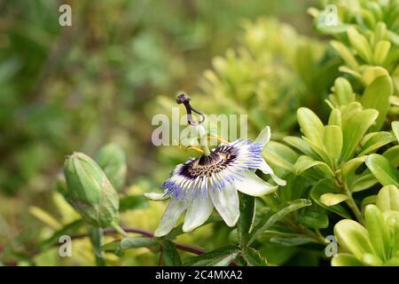 Primo piano di fiori di frutto della passione in giardino estivo / Passiflora fiore bianco e viola con sfondo verde foglie Foto Stock