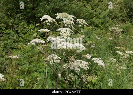 Estate fioritura Hogweed o Cow Parsnip (Heracleum sphondylium) che cresce su un Roadside Vorge in Devon Rurale, Inghilterra, Regno Unito Foto Stock