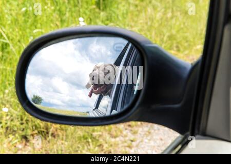 Viaggia in auto con un cane. Riflessione nello specchio. Vista del cane nello specchietto retrovisore della vettura. Cane guardando fuori la finestra dell'auto. Weimaraner Foto Stock