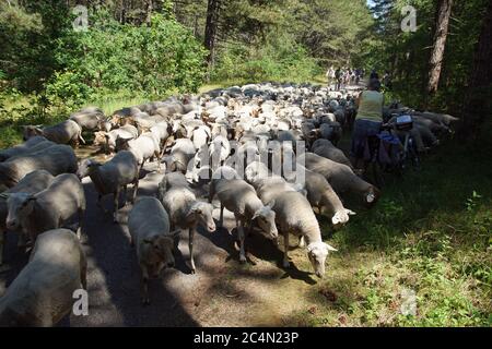 Un pastore olandese con un gregge di pecore sulla pista ciclabile con ciclisti nella foresta nelle dune vicino Bergen aan Zee. Giugno, Paesi Bassi. Foto Stock