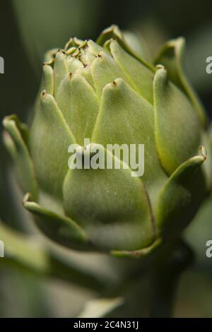 Colpo di closeup verticale di una pianta di agave verde su un sfondo sfocato Foto Stock