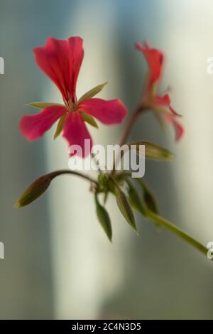 Primo piano verticale di un bel fiore rosso di lobelia uno sfondo sfocato Foto Stock