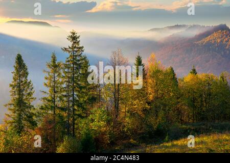 foresta sulla mattina nebbiosa in montagna. autunnale nebbia alba sfondo. Foto Stock