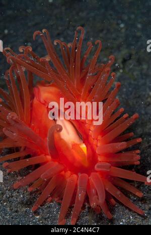 Oriental Fileclam, Limaria orientalis, sito di immersione Hairball, Lembeh Straits, Sulawesi, Indonesia Foto Stock