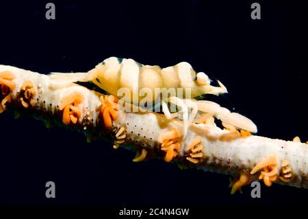 Anker's Whip Coral Shrimp, Pontonides ankeri, on Whip Coral, Tanjung Slope sito di immersione, Lembeh Straits, Sulawesi, Indonesia Foto Stock