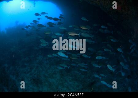 Scuola di Fusiliers, Famiglia Caesionidae, entrando in grotta swim-through con scuola di pesce all'ingresso, Pintu Kota sito di immersione, Ambon, Provincia di Maluku Foto Stock