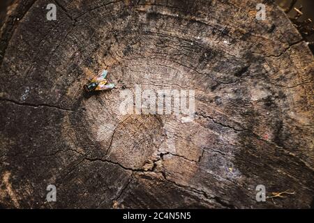 La fetta di tronco dell'albero di Neem tagliata dalla superficie di Woods.Textured con gli anelli e le crepe. Sfondo marrone neutro fatto di legno duro dalla foresta Foto Stock