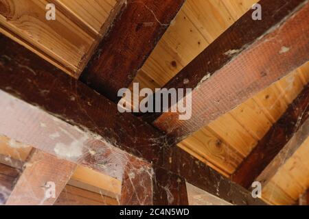 Immagine della profondità di campo (fuoco selettivo) poco profonda con le reti di ragno all'interno di una cabina di legno abbandonata. Foto Stock