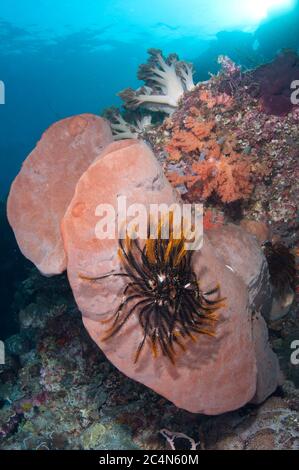Crinoide, Ordine Comatulida, su spugna, Porifera Phylum, con il sole sullo sfondo, Sponge Wall, Isola Ternate, Alor, Indonesia Foto Stock
