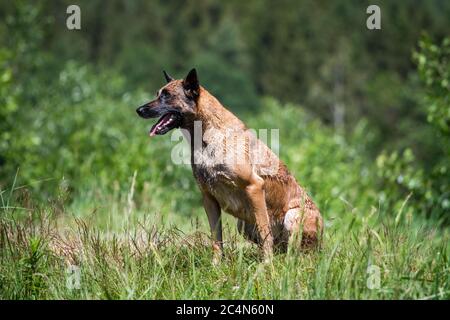 Cane da pastore belga umido (Malinois) seduto Foto Stock