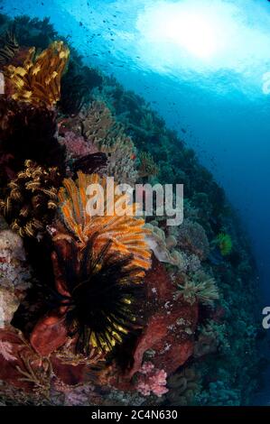 Crinoidi, Ordine Comatulida, su spugna, Porifera Phylum, con il sole sullo sfondo, Tanjung Nukae sito di immersione, Wetar Island, vicino Alor, Indonesia Foto Stock