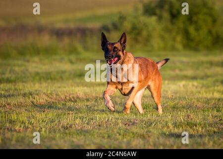 Cane Pastore Belga (Malinois) in esecuzione Foto Stock