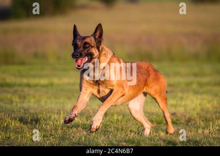 Cane Pastore Belga (Malinois) in esecuzione Foto Stock