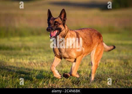 Cane Pastore Belga (Malinois) in esecuzione Foto Stock