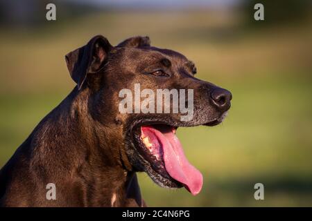 Ritratto di un cane di razza mista di Pit Bull, che sbadia Foto Stock