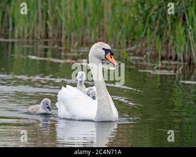 Femmina Mute Swan (Cygnus olor) con cigneti sul retro, Cambridgeshire, Inghilterra Foto Stock