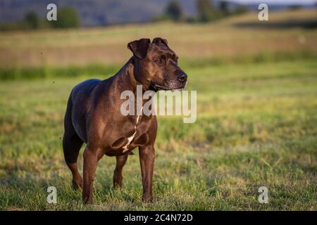 Ritratto di un cane di razza mista Pit Bull in piedi su un prato Foto Stock