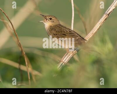 Maschio Grasshopper Warbler (Locustella naevia) in canzone, Cambridgeshire, Inghilterra Foto Stock