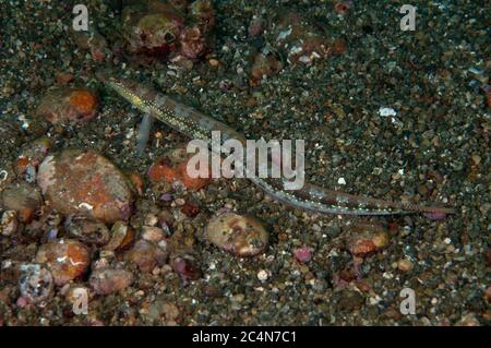 Spotted Sand Diver, Trichonotus sediger, sulla sabbia, Laha sito di immersione, Ambon, Molucche, banda Sea, Indonesia Foto Stock